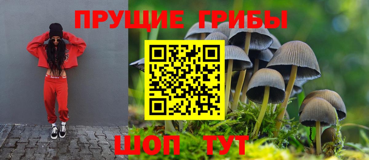 Курчатов  Псилоцибиновые грибы Cubensis  Вход с VPN 