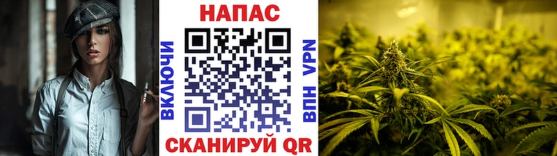 Конопля индика  Курчатов 
